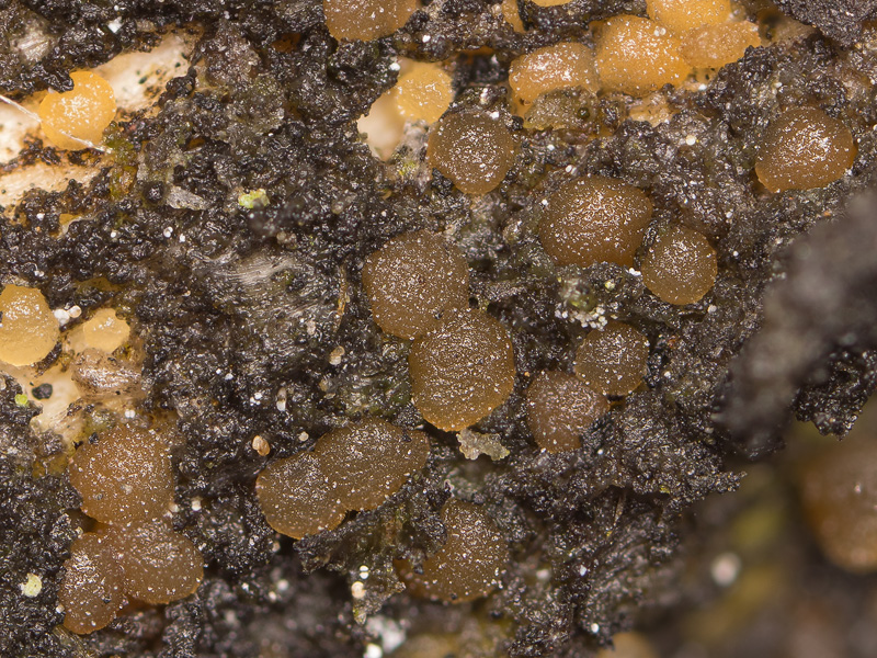 Unilacryma unispora Unilacryma unispora